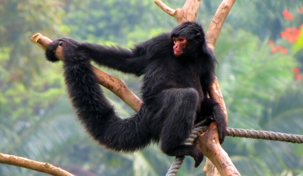 Фото: Паукообразная обезьяна