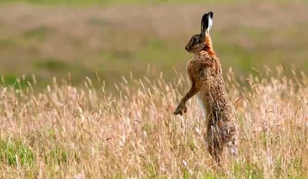 Фото: Животное заяц русак