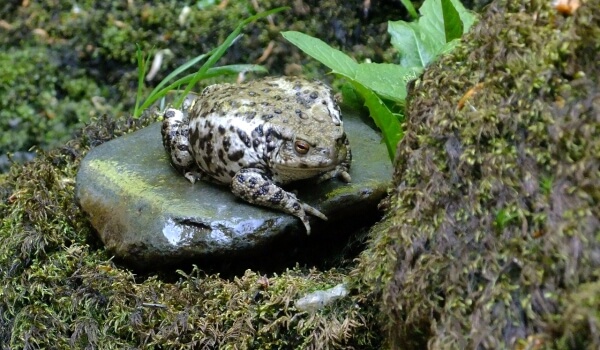 Фото: Земляная жаба на камне