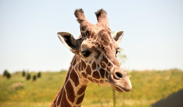 Фото: Животное жираф