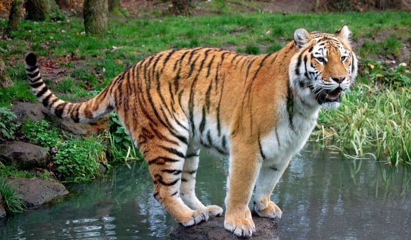Фото: Балийский тигр