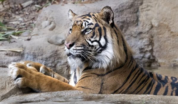 Фото: Балийский тигр