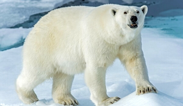 Фото: Гигантский белый медведь