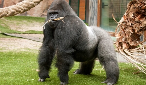 Фото: Самец гориллы