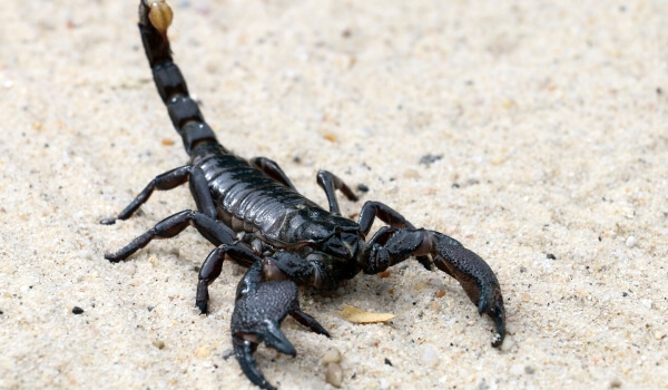 Фото: Тропический императорский скорпион 