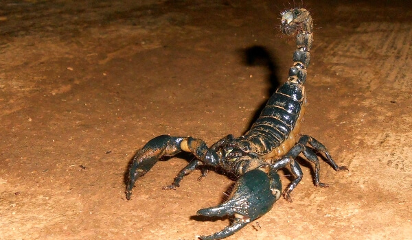 Фото: Животное императорский скорпион 