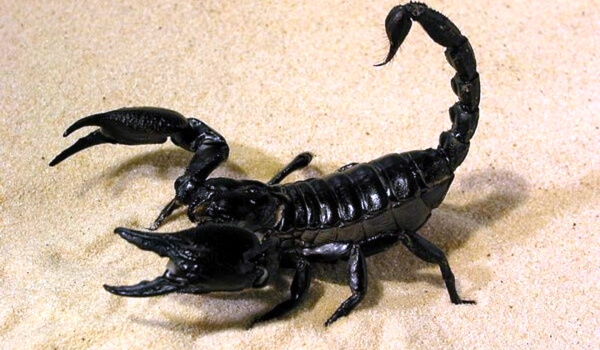 Фото: Черный императорский скорпион