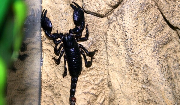 Фото: Черный императорский скорпион 