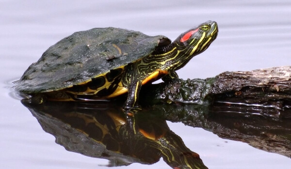 Фото: Красноухая черепаха