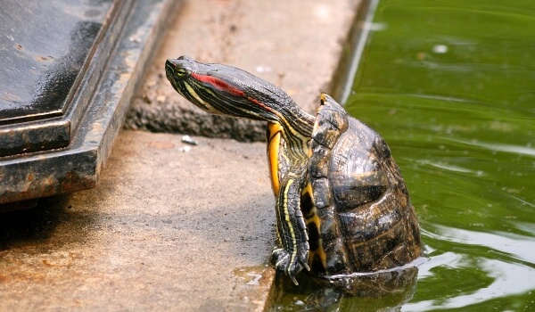 Фото: Взрослая красноухая черепаха