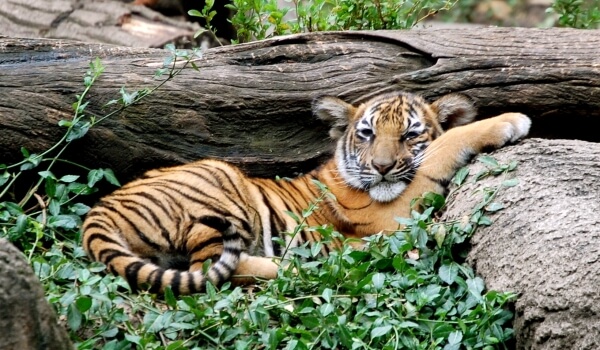 Фото: Животное малайский тигр