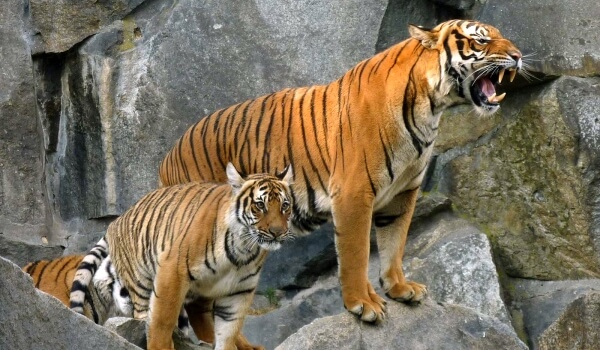 Фото: Малайский тигр