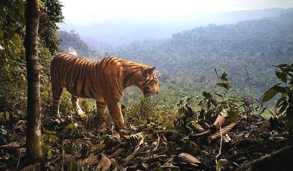 Фото: Малайский тигр