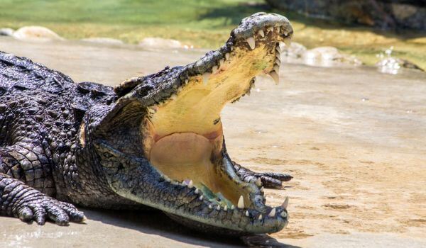 Фото: Нильский крокодил
