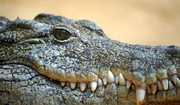 Фото: Нильский крокодил пресмыкающиеся