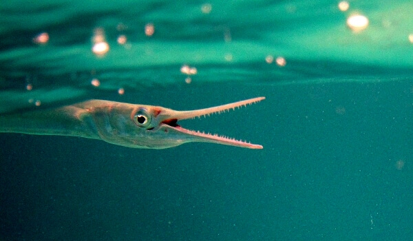 Фото: Морская рыба игла
