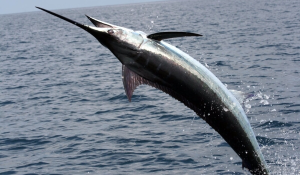 Фото: Морская рыба меч