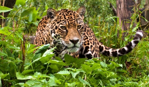 Фото: Животное ягуар