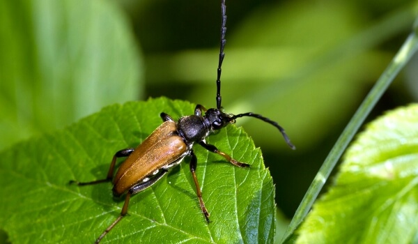 Фото: Реликтовый жук дровосек