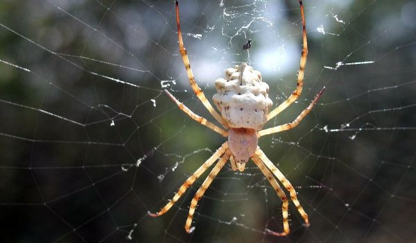 Фото: Белый каракурт паук