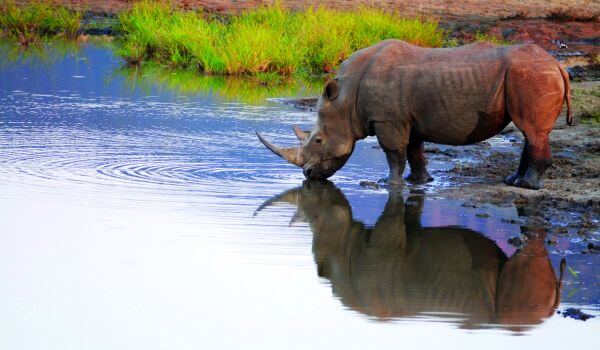 Фото: Белый носорог из Красной книги