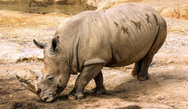Фото: Белый носорог