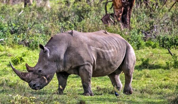 Фото: Африканский белый носорог