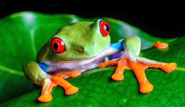 Фото: Зеленая древесная лягушка
