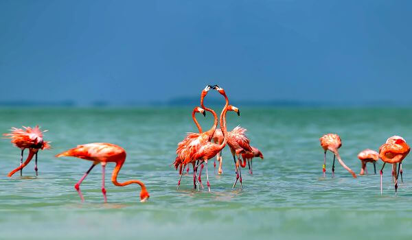 Фото: Фламинго животное