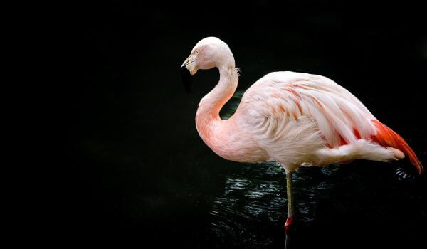 Фото: Птица фламинго
