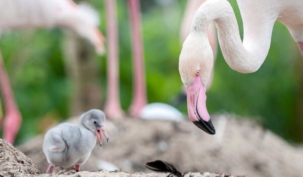 Фото: Птенец фламинго