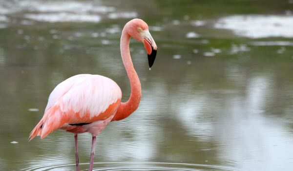 Фото: Красивый фламинго