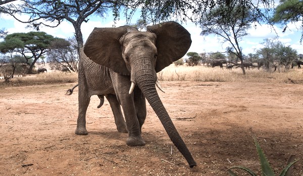 Фото: Большой индийский слон