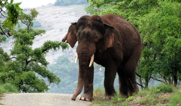 Фото: Индийский слон