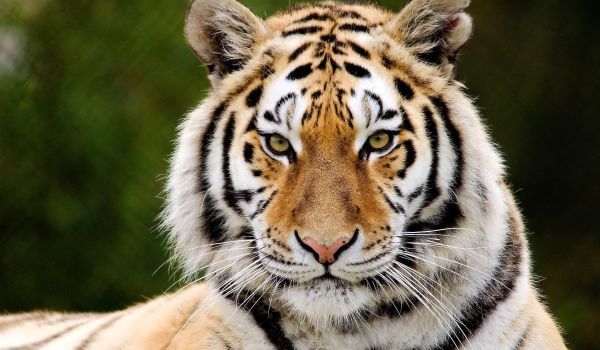 Фото: Индийский тигр