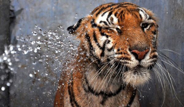 Фото: Индийский тигр Красная книга