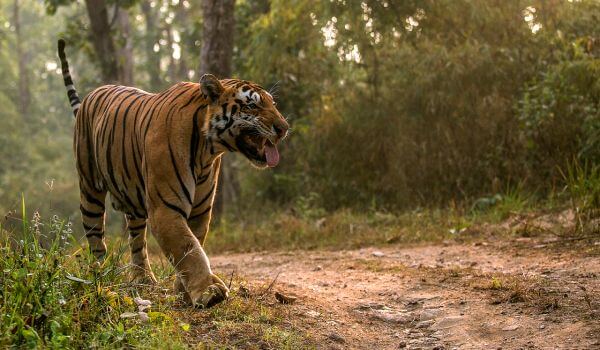 Фото: Индийский тигр Красная книга