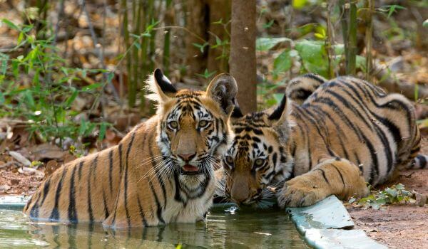 Фото: Индийские тигры в природе