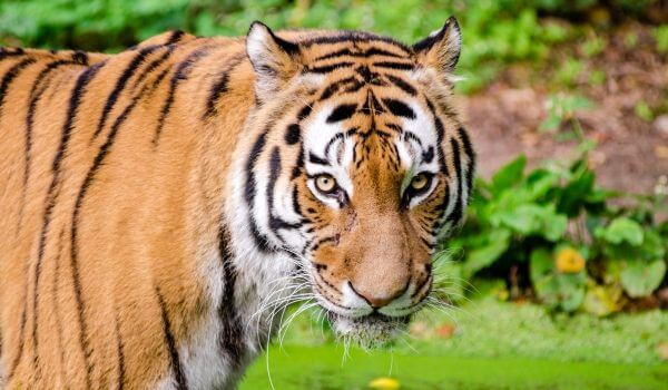 Фото: Животное индийский тигр