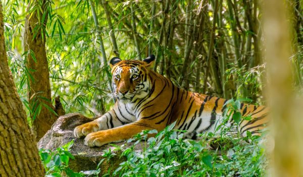 Фото: Индийский тигр