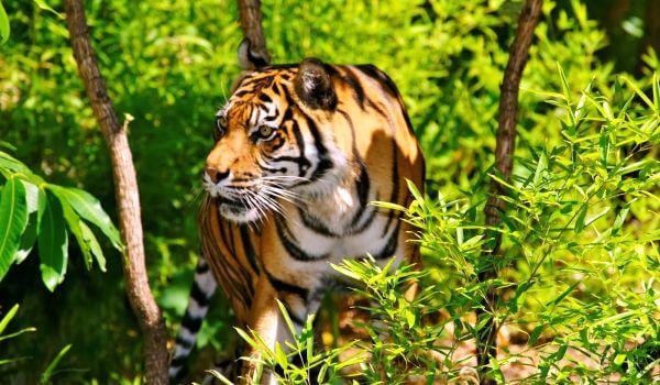 Фото: Индийский тигр в природе