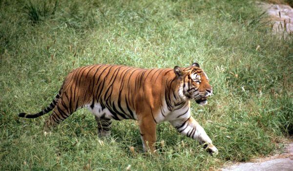 Фото: Индокитайский тигр