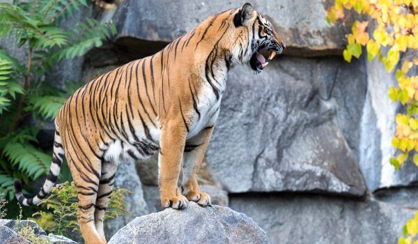 Фото: Животное индокитайский тигр