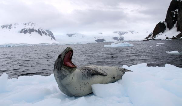 Фото: Тюлень морской леопард