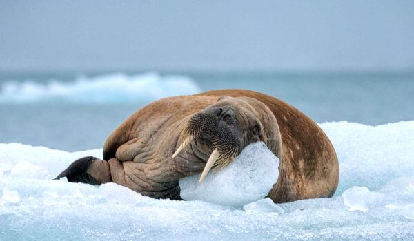 Фото: Животное морж