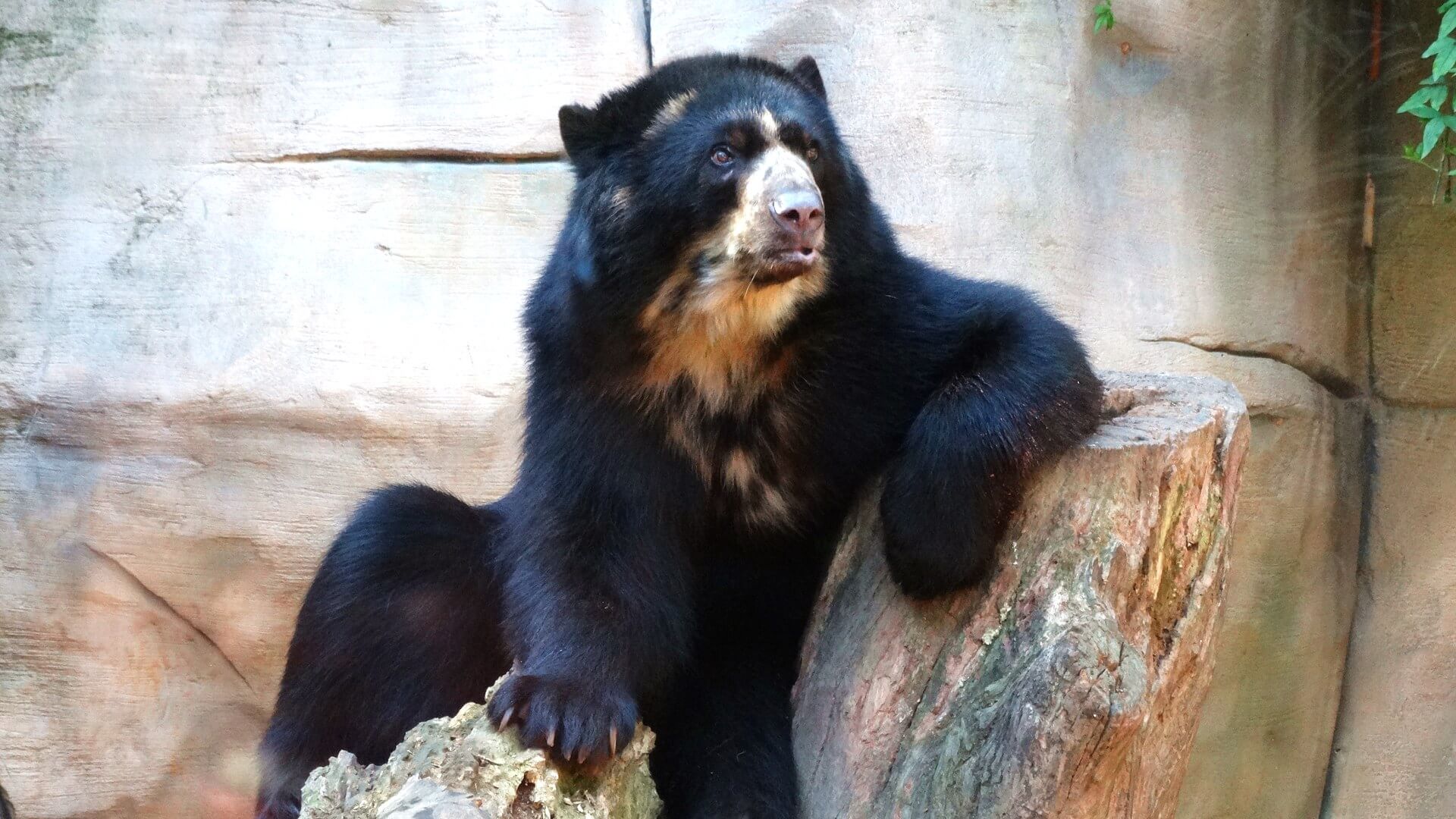 Фото медведь очковый медведь