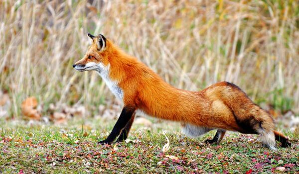 Фото: Обыкновенная лисица