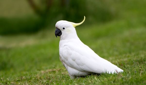 Фото: Птица попугай какаду