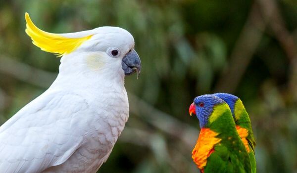 Фото: Попугай желтохохлый какаду