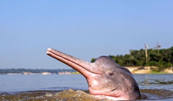 Фото: Речной дельфин